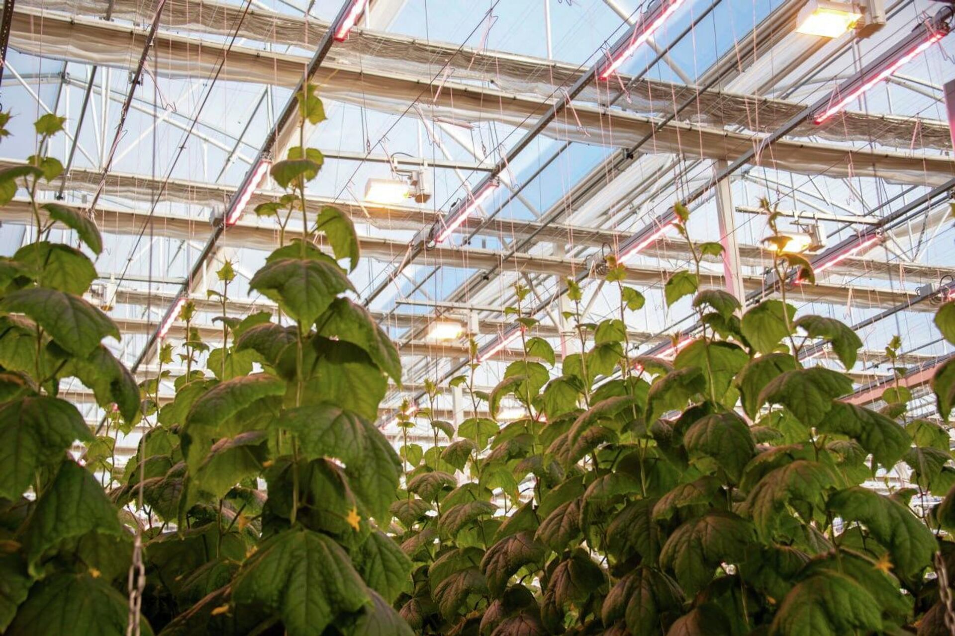 Выращивание огурцов в теплицах в Белогорском районе Крыма - РИА Новости, 1920, 18.12.2025