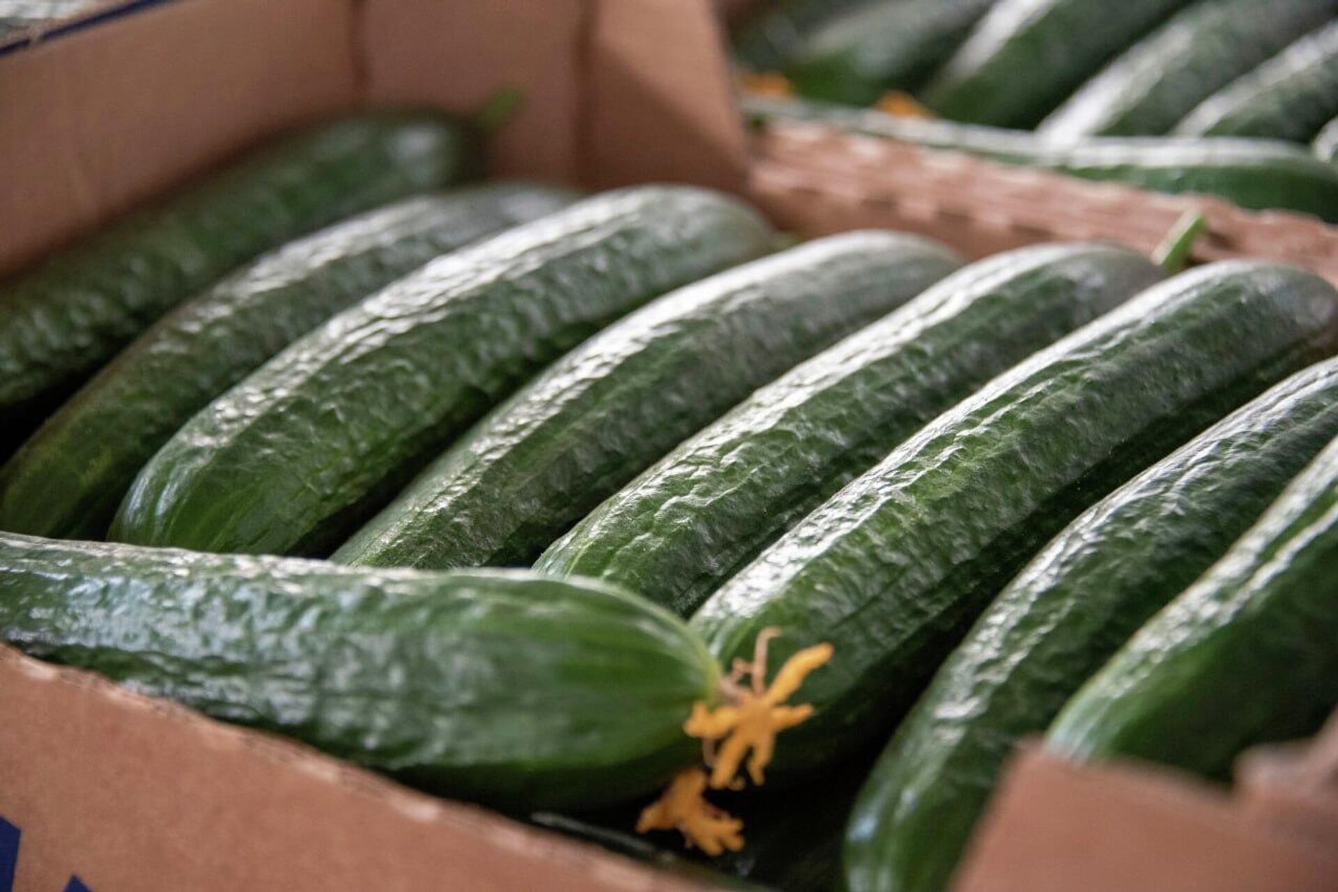 Выращивание огурцов в теплицах в Белогорском районе Крыма - РИА Новости, 1920, 18.12.2025