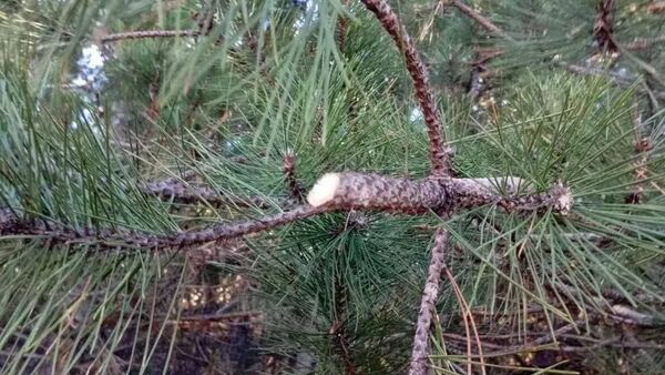 В Бахчисарайском районе Крыма незаконно обрубали сосны