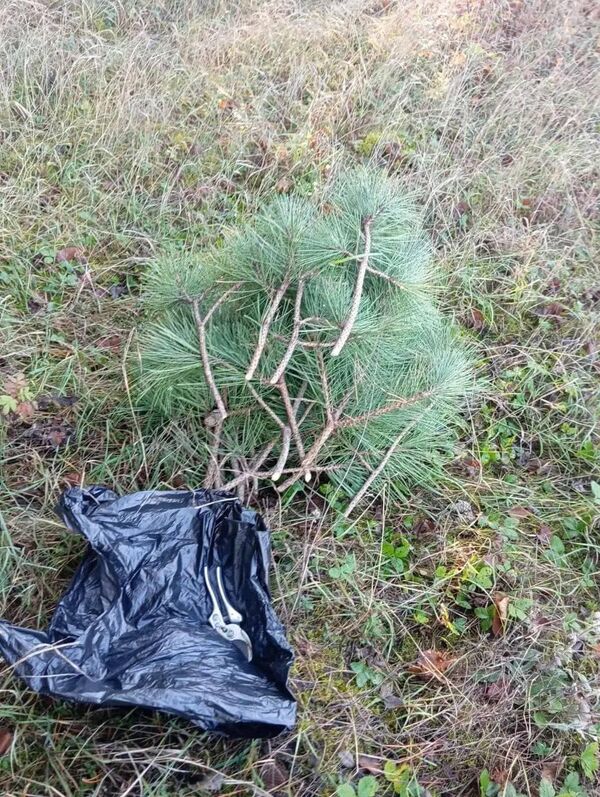 В Бахчисарайском районе Крыма незаконно обрубали сосны