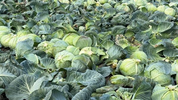 Уборка капусты в Крыму