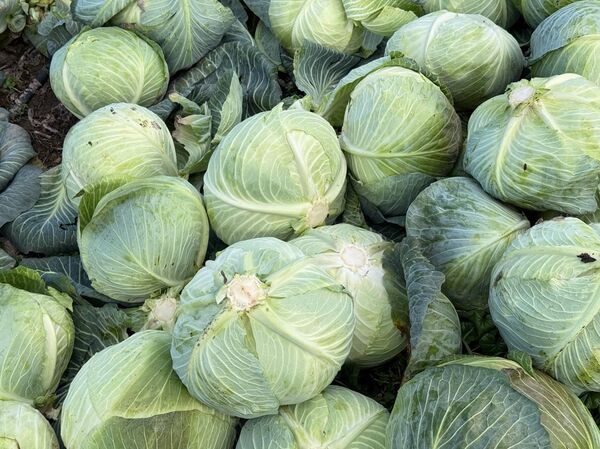 Уборка капусты в Крыму