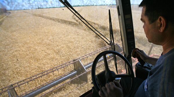 Комбайнер убирает урожай озимых зерновых культур. Архивное фото