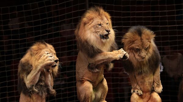 Львы в цирке