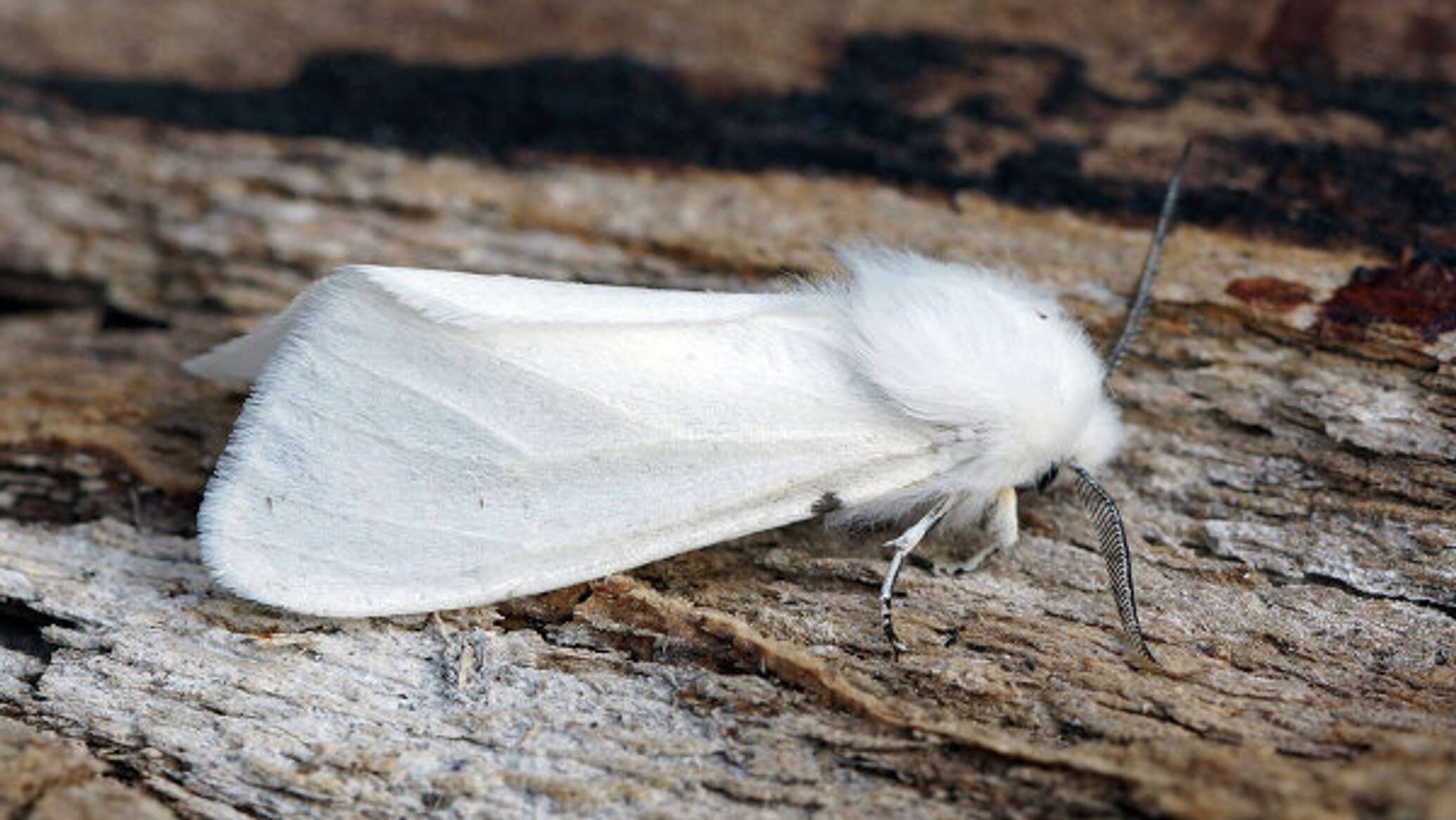 Американская белая бабочка ареал