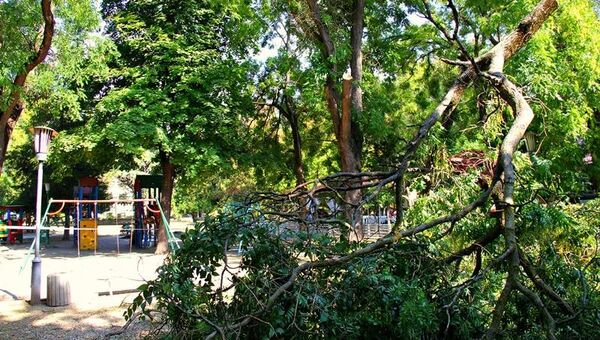 В Симферополе спилили ветки аварийного дерева, угрожавшего детям