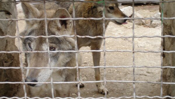 Волки в зооуголке Симферополя