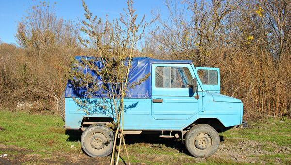 Конопля выше человеческого роста Конопля выше человеческого роста