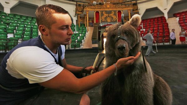 Медвежонок Грозный, подаренный главе Крыма Серею Аксенову Рамзаном Кадыровым