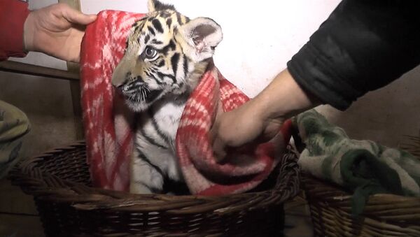 Сотрудники обесточенного сафари-парка кутали тигрят в одеяла в Крыму