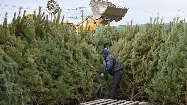 Новогодняя елка в Крыму: цена вопроса