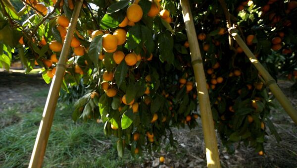 От мандаринового дерева до прилавка: как выращивают самый новогодний фрукт