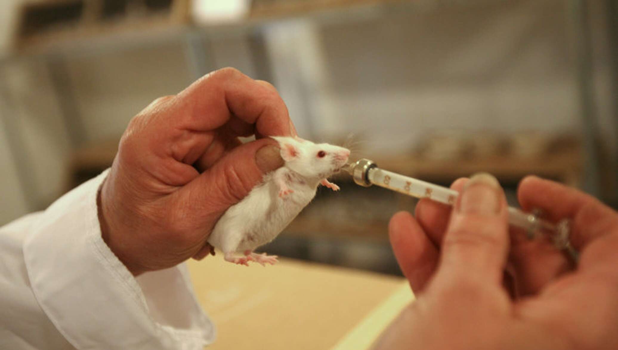 Вакцина мыши. Лабораторные животные. Заражение лабораторных животных. Лабораторные мыши.