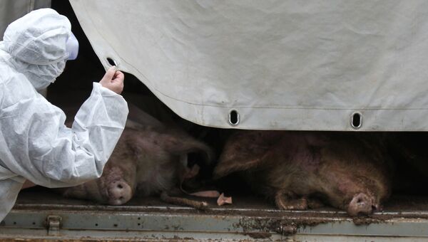 Вспышка африканской чумы свиней. Архивное фото