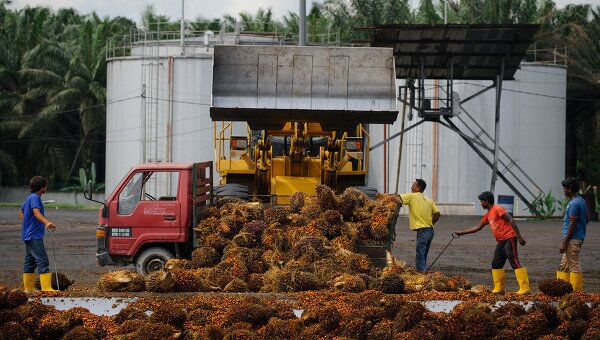 Разгрузка сырья на предприятии по производству пальмового масла. Архивное фото