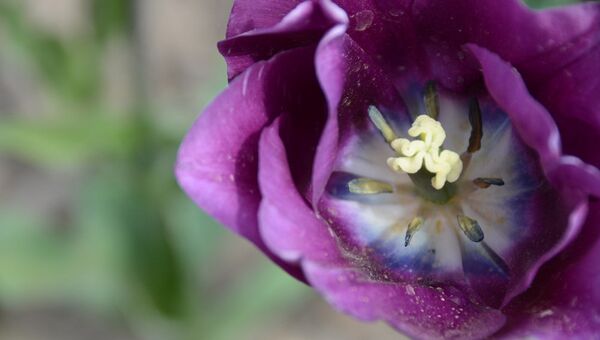 Тюльпан. Архивное фото