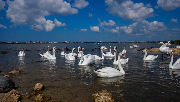Лебеди на озере Сиваш