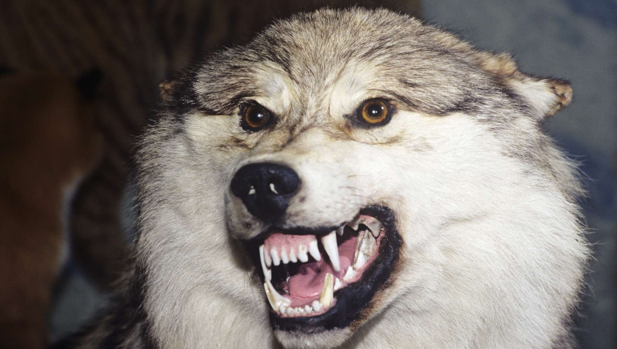 фотографии злых волков