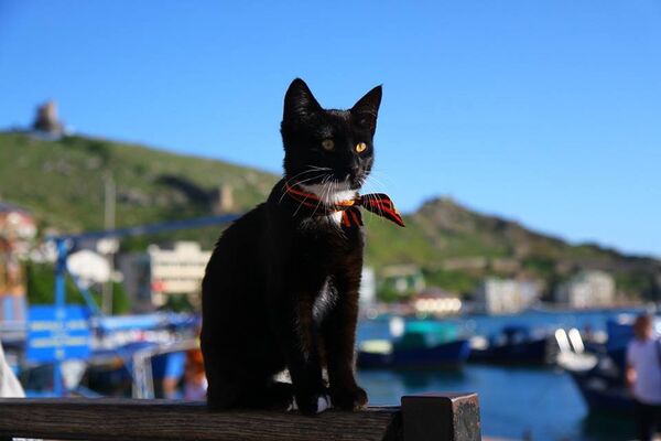 Крымский кот-патриот в Балаклаве