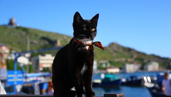 Крымский кот-патриот в Балаклаве