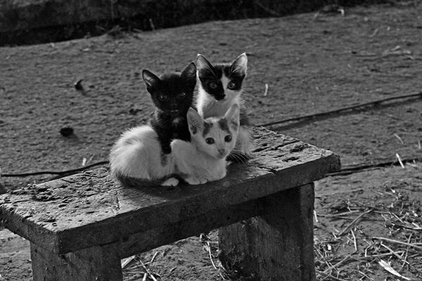 Котята в Белогорском районе, Крым
