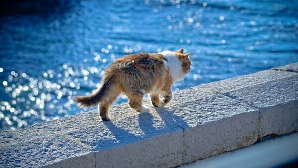 Кот на набережной Ялты