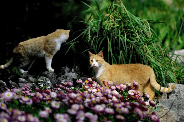 Коты в Никитском ботаническом саду