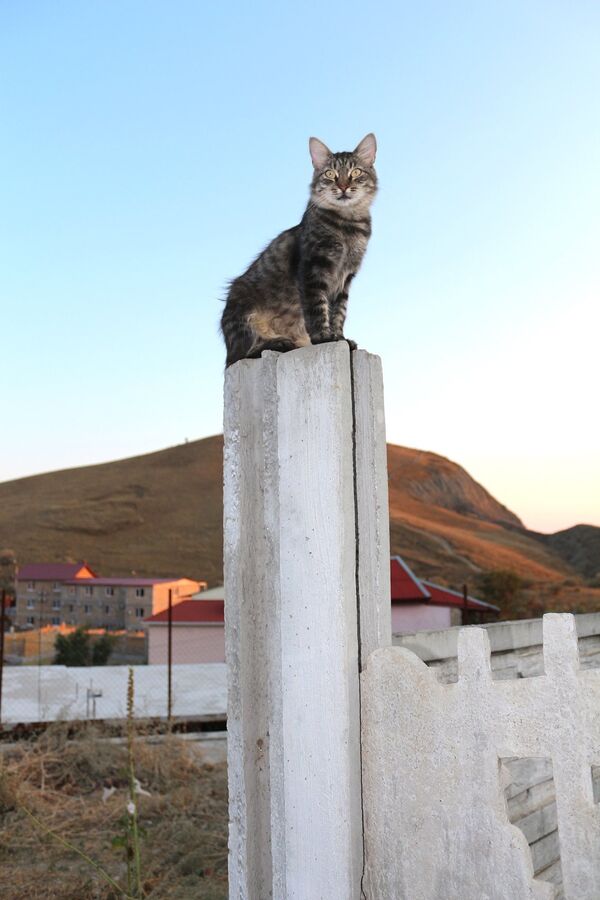 Кот из поселка Орджоникидзе.