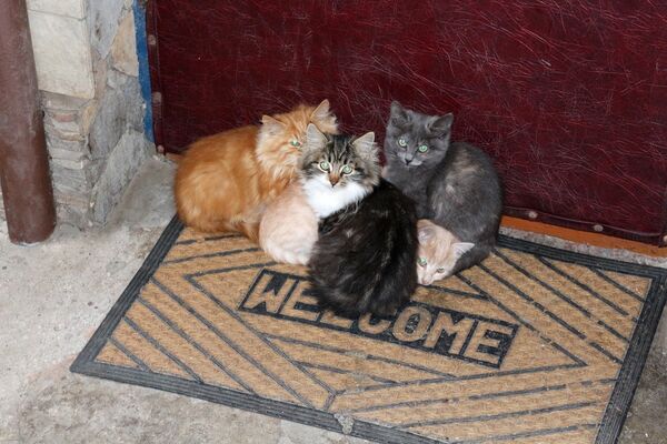 Кошачья семья в Симеизе.