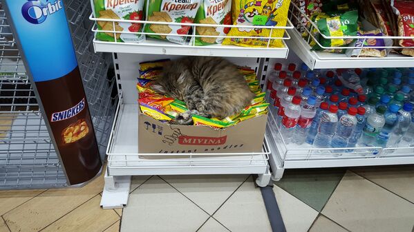 Котик приблудный-магазинный. Спит на макаронах.