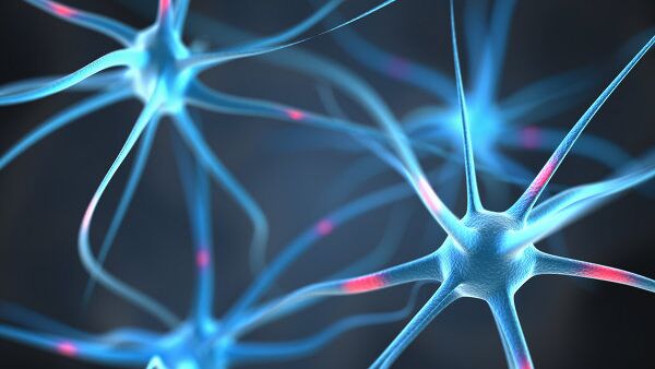 Нейроны в головном мозге человека