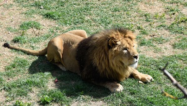 Лев в сафари-парке Тайган