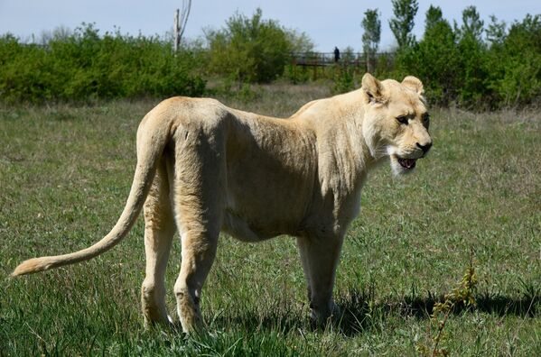 В парке львов Тайган произошел ежегодный выпуск животных в сафари