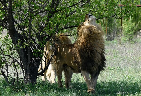 В парке львов Тайган произошел ежегодный выпуск животных в сафари