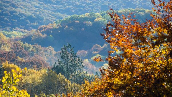 Лес в окрестностях села Перевальное 