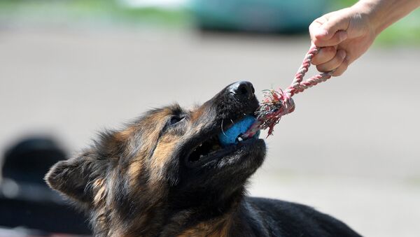 В Крыму пьяным запретили гулять с собаками