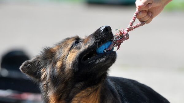 В Крыму пьяным запретили гулять с собаками