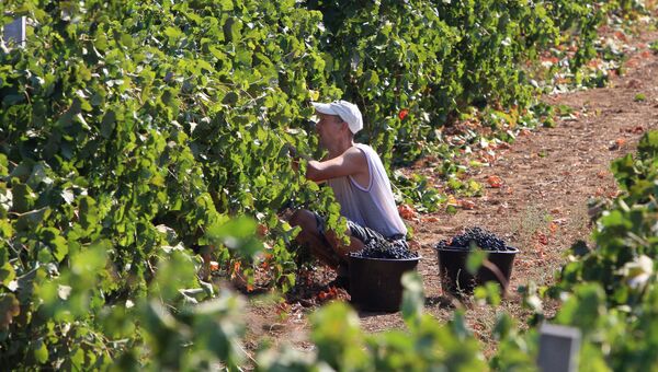 Сбор урожая винограда в Крыму. Архивное фото
