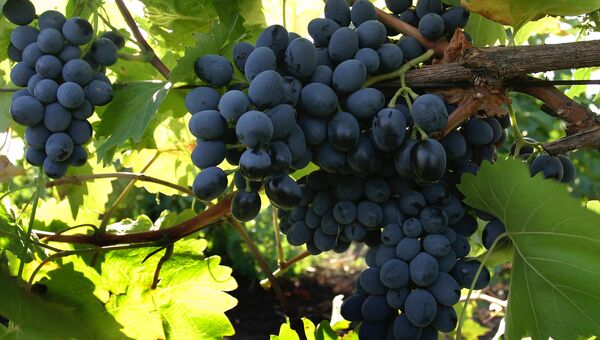 Сбор урожая винограда в ОАО Янтарное