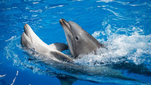 Дельфины. Архивное фото
