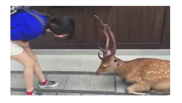 Пятнистый олень из парка в японском городе Нара изящно поклонился девушке, которая угостила его лакомством