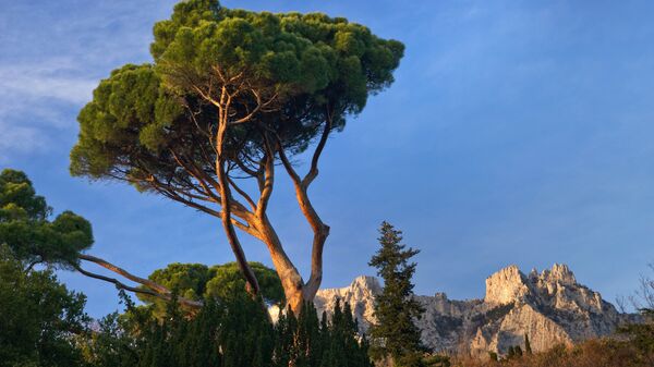 Итальянская сосна (пиния) в Алупкинском парке при Воронцовском дворце на фоне горы Ай-Петри Итальянская сосна (пиния) в Алупкинском парке при Воронцовском дворце на фоне горы Ай-Петри