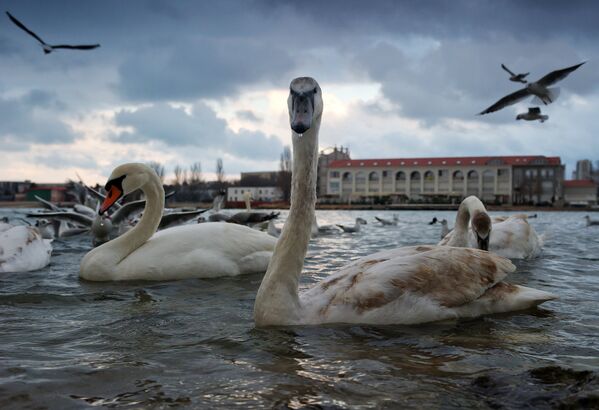 Лебеди в бухте Омега в Севастополе