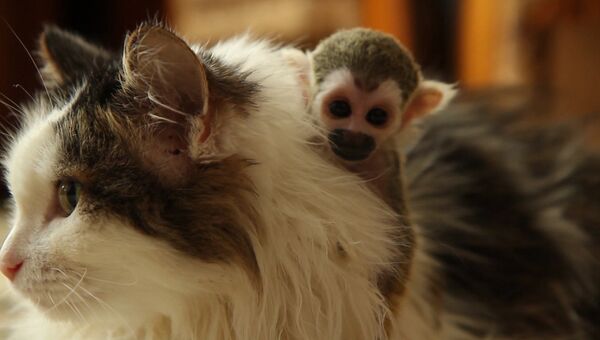 Брошенная родителями обезьяна обнимала приемную маму-кошку и каталась на ней