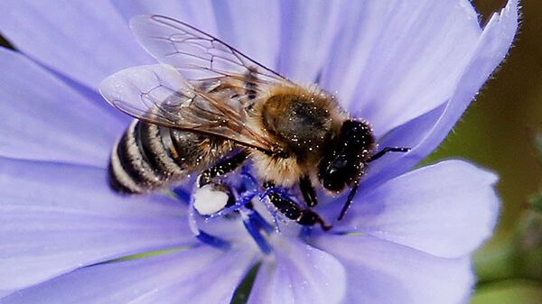 Пчела опыляет василек