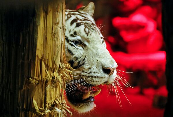 Белый бенгальский тигр Хан зоопарка Роев Ручей