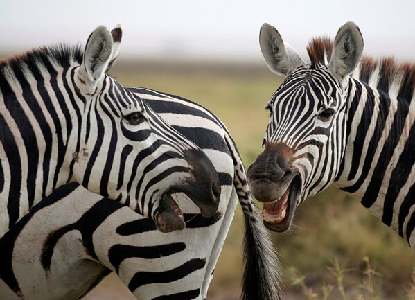 Зебры в Национальном парке Амбосели