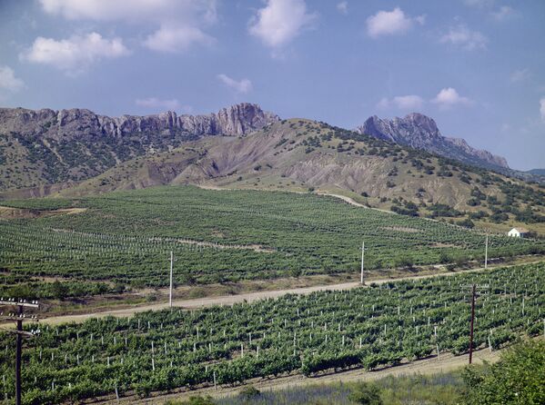 Виноградники близ Судака