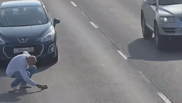 Водитель спас котенка на дороге в Калининграде. Скриншот съемки камеры слежения
