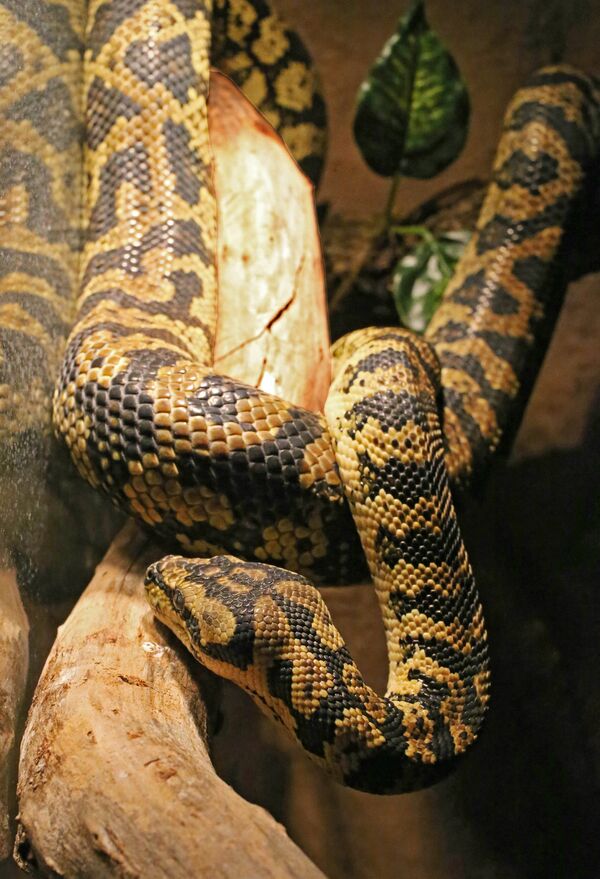 Питон ковровый (morelia spilota variegata) в экзотариуме Питон ковровый (morelia spilota variegata) в экзотариуме